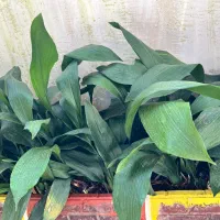 فروش پیاز برگ عبایی حجم بالا ونهال آووکادو ۲.۵متری|گل و گیاه طبیعی|رامسر, |دیوار