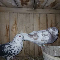 کفتر،کبوتر،پرنده|پرنده|قم, نخودی|دیوار