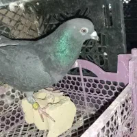 دو عدد کبوتر