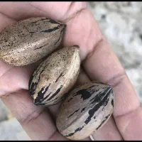 گردو پکان گرمسیری ، نهالستان ، نهال ، درخت در مشهد