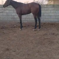 مادیان دوخون ۳ ساله