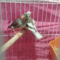 دو جفت فنچ مولد|پرنده|بندر ماهشهر, |دیوار