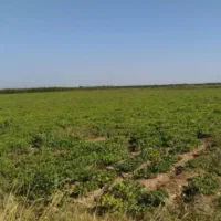 سرکار گرهستم دنبال کار در مزرعه بادام زمینی هستم|خدمات باغبانی و درختکاری|پارسآباد, |دیوار