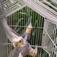 فروش عروس هلندی|پرنده|تهران, دهقان|دیوار