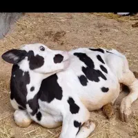 ۵۰راس گوساله قط شیر