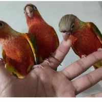 گرینچیک ردچیک طوطی گرین چیک رد چیک پاید فالو|پرنده|بجنورد, |دیوار