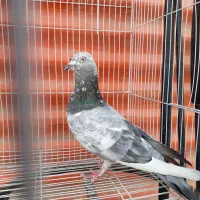 کبوتر دورگ|پرنده|خرمشهر, |دیوار