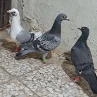کبوتر گرفتنی امروز به شرط