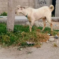 کهره