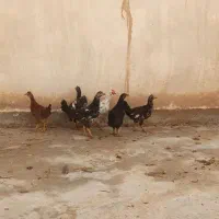 خروس|حیوانات مزرعه|گتوند, |دیوار