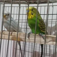 مرغ عشق جفتی یه تومن