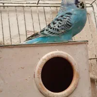 مرغ عشق انگلیسی