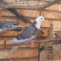 پرشی|پرنده|لالجین, |دیوار