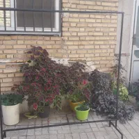 رگال اهنی لباس|بندرخت و رخت‌آویز|کلاله, |دیوار