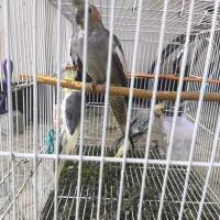 عروس هلندی|پرنده|رامیان, |دیوار