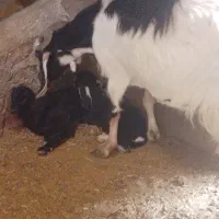 بز ماده شیری . بزغاله