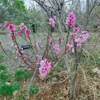 باغ واقع در روستای تیره|فروش خانه و ویلا|قم, شهید رجایی|دیوار