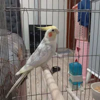 عروس هلندی نر