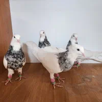 تعدادی کبوتر عالی طوقی ساده پشت ابری