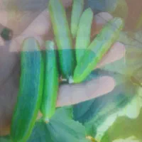 خیار شورابسرده فقط ۶ کیلو مونده