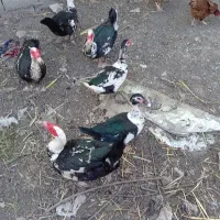 اردک اسرائیلی نروماده