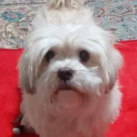 گمشده|سگ|تهران, هفت چنار|دیوار