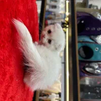 توله گربه اسکاتیش بلو و سفید