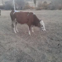 گاو سیمینتال|حیوانات مزرعه|حسین آباد, |دیوار