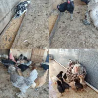 تخم مرغ نطفه دار|حیوانات مزرعه|زرند, |دیوار