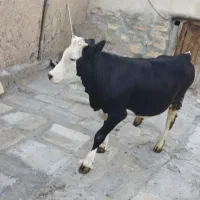 حیوانات مزرعه