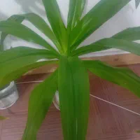دنـبـال کـارنـگهبـانی وباغـبـانی هـسـتم
