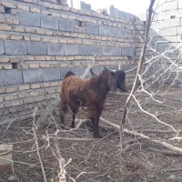 تروشت فروشی۳تا