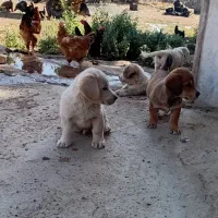 توله سگ پا کوتاه|سگ|کرمانشاه, |دیوار