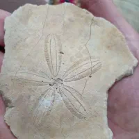 فسیل|کلکسیون اشیاء عتیقه|آران و بیدگل, |دیوار