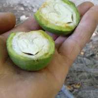 گردو تکان میدم