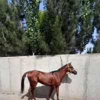 ترکمن اسب نریون ۶ ساله زیبا