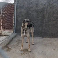 سگ سرابی|سگ|شیراز, کوشک میدان|دیوار