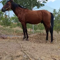 فروش‌اسب4ساله