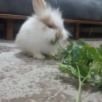 خرگوش ۲ماهه|موش و خرگوش|بندرعباس, |دیوار