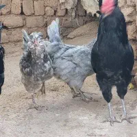 مرغ گلین طوسی کرچ|حیوانات مزرعه|تهران, بروجردی|دیوار