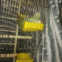 طوطی برزیلی