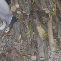 هیزم|حراج|قم, نوبهار|دیوار