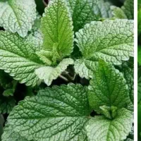 عرق نعنا خانگی