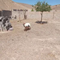 بز بزغاله دار