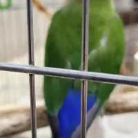 طوطی برزیلی|پرنده|دزفول, |دیوار