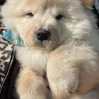 سگ چاو چاو واگذاری