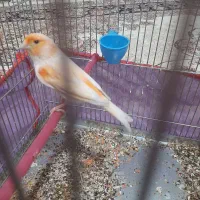 قناری چهار گل