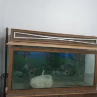 آکواریوم ماهی