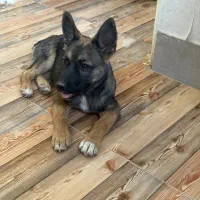 واگذاری بهترین نژاد هیبرید اورجینال