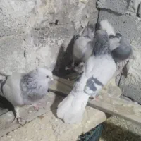 کبوتر|پرنده|مرودشت, نقش رستم|دیوار